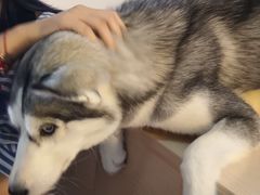 -Husky Go! 哈士奇体验馆·宠物咖啡厅狗咖