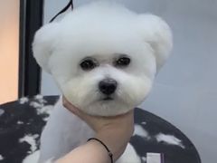 -帕帕拉兹宠物(亚洲旗舰店)