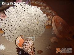 -亚龙湾中心广场·贝壳馆