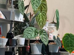 -Dogi&kiki Coffee(中心商务大厦店)