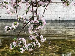 -海棠花溪(元大都城垣遗址公园)