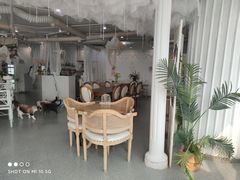 -共舞时光猫咖·狗咖(新街口店)