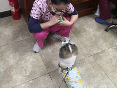 -美联众合动物医院·24h转诊中心