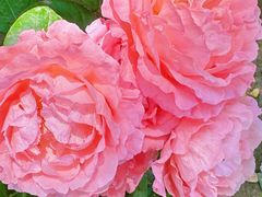 -睦南公园
