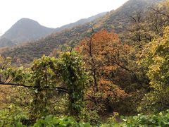 -阳台山自然风景区