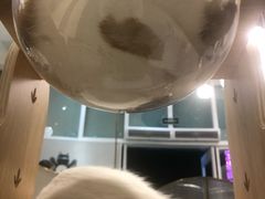 -飞行喵MR PILOT|猫舍·猫咖(静安大融城店)