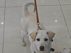 -全心全意连锁动物医院·微创中心·内科急重症·心脏专科(丰管路店)