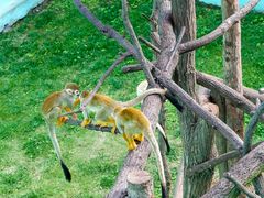 -西霞口神雕山野生动物世界