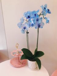 -苑苑vbeauty科技美容SPA