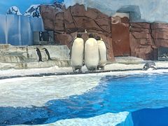 -海合安成都极地海洋公园