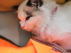 -李小姐の猫咖啡馆(五角场店)
