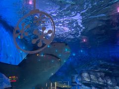 -烟台海昌鲸鲨海洋公园