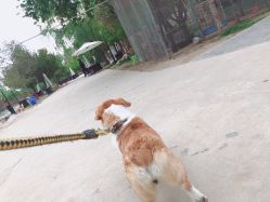 -上美四季动物农场