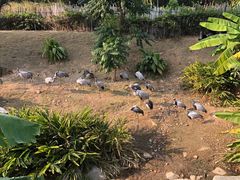 -泉州海丝野生动物世界