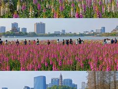 -顺峰山公园