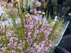 -循礼门鲜花花市(武汉循礼门店)