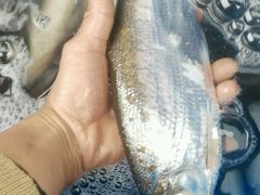 -八仔大富楼·河鲜(西江店)