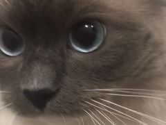 -伟伟宠物医院·瑞派猫友好医院·猫科(光谷店)