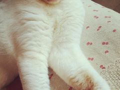 -猫咖时代(中山亭店)