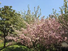-洛阳市隋唐城遗址植物园