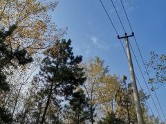 -合肥滨湖国家森林公园