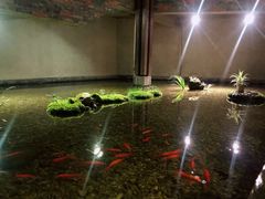 -几荷·恰似故人来(秀水广场店)