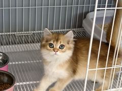 -翊宠yipet猫狗购宠庄园