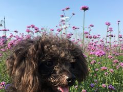 -伟伟宠物医院·CT影像中心·瑞派犬猫综合性门诊(汉口总院)