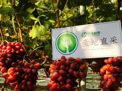 -e佳鲜果(四方坪店)