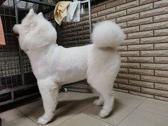 -PETKIT小佩宠物(古北店)