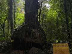 -莫里热带雨林景区