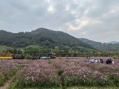 -径山花海