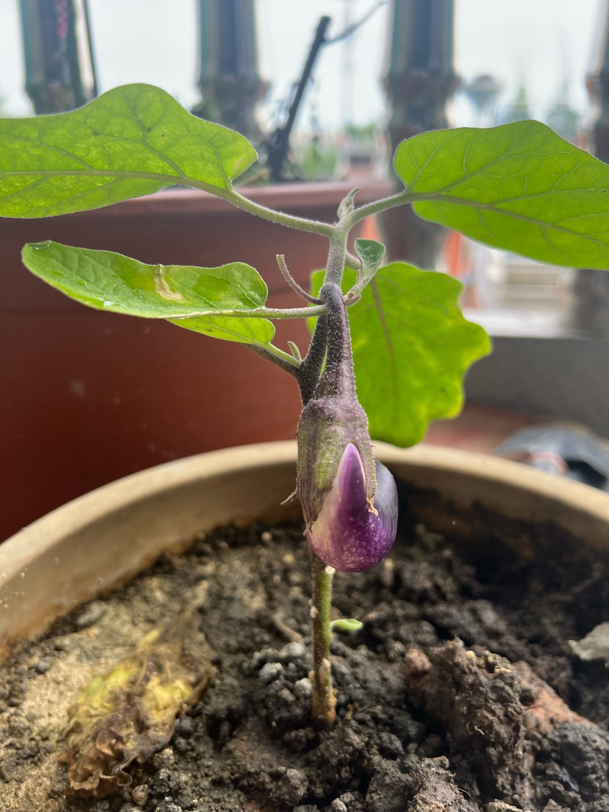 阳台种茄子98