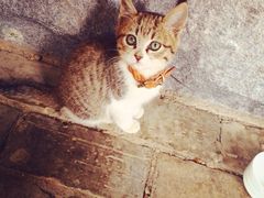 iphone_upload_pic-田园东方蜜桃村的田野营地