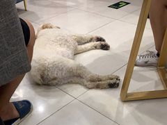 -翊宠yipet猫狗购宠庄园犬舍•猫舍