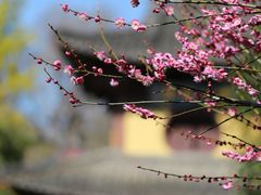 -慧因高丽寺