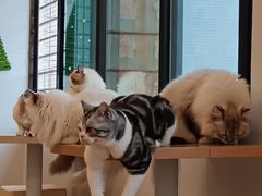 -有喵·猫咖·狗咖·30几只猫10只小狗(岗厦店)