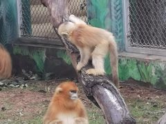 -西安秦岭野生动物园