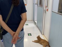 -纳吉亚猫专科动物诊疗中心(蒋宅口分院)