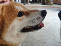 -柴犬高等学院·狗咖·柴犬售卖·宠物训练