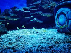 -海合安武汉极地海洋公园