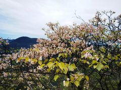 -舒家湾天主教堂