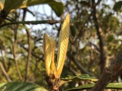 -上海滴水湖皇冠假日酒店