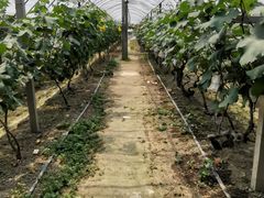 -马陆小张葡萄园农家乐