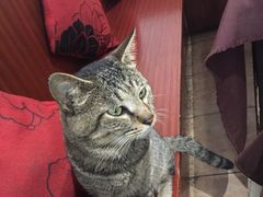 -洪齐林老镇