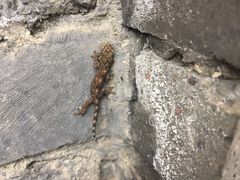 -星巴克臻选(成都宽窄巷子店)