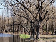 -上海共青森林公园