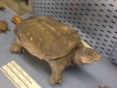 -浙江自然博物院(杭州馆)