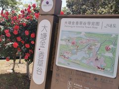 -大塘金香草谷