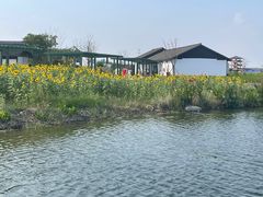 -杭州湾海上花田景区
